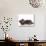 Kittens 030-Andrea Mascitti-Photographic Print displayed on a wall