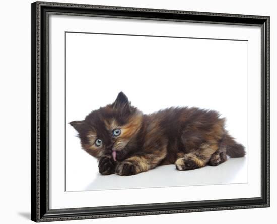 Kittens 030-Andrea Mascitti-Framed Photographic Print