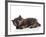 Kittens 030-Andrea Mascitti-Framed Photographic Print