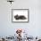 Kittens 030-Andrea Mascitti-Framed Photographic Print displayed on a wall