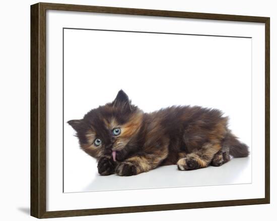 Kittens 030-Andrea Mascitti-Framed Photographic Print