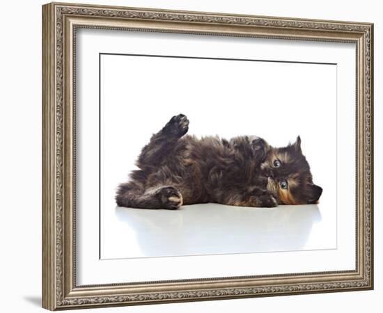 Kittens 031-Andrea Mascitti-Framed Photographic Print