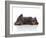 Kittens 031-Andrea Mascitti-Framed Photographic Print