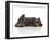 Kittens 031-Andrea Mascitti-Framed Photographic Print