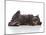 Kittens 031-Andrea Mascitti-Mounted Photographic Print