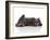 Kittens 031-Andrea Mascitti-Framed Photographic Print