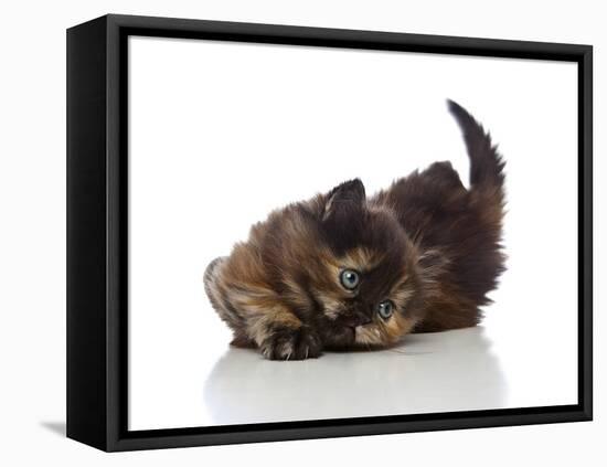 Kittens 032-Andrea Mascitti-Framed Premier Image Canvas