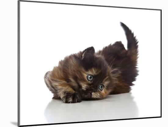 Kittens 032-Andrea Mascitti-Mounted Photographic Print