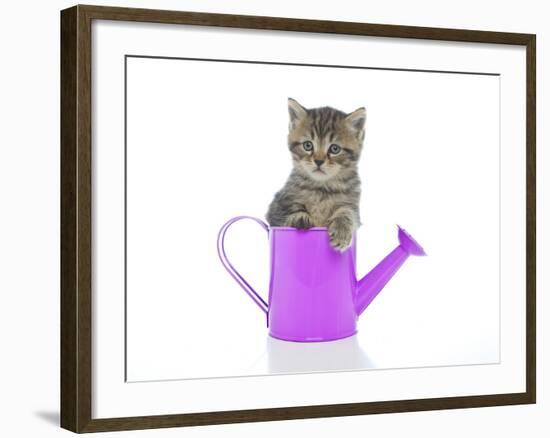 Kittens 035-Andrea Mascitti-Framed Photographic Print