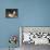 Kittens at Play-Charles Van Den Eycken-Mounted Giclee Print displayed on a wall