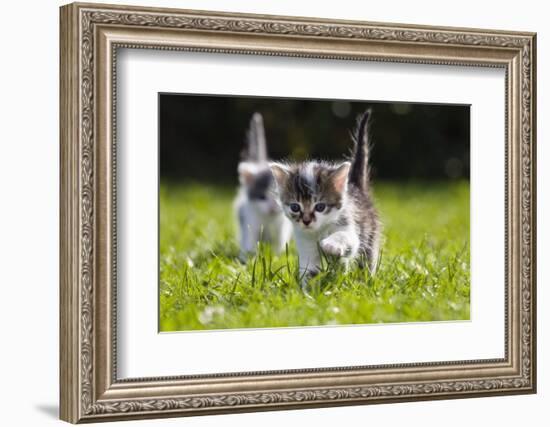 Kittens Exploring Garden Lawn, Germany-Konrad Wothe-Framed Photographic Print