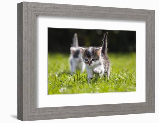 Kittens Exploring Garden Lawn, Germany-Konrad Wothe-Framed Photographic Print