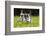 Kittens Exploring Garden Lawn, Germany-Konrad Wothe-Framed Photographic Print