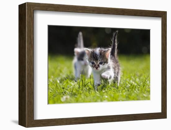 Kittens Exploring Garden Lawn, Germany-Konrad Wothe-Framed Photographic Print