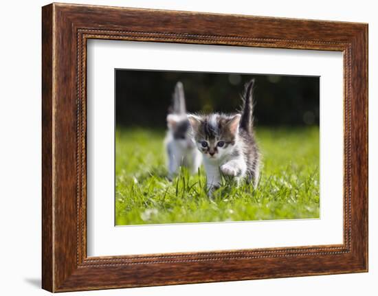 Kittens Exploring Garden Lawn, Germany-Konrad Wothe-Framed Photographic Print