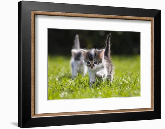 Kittens Exploring Garden Lawn, Germany-Konrad Wothe-Framed Photographic Print