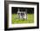 Kittens Exploring Garden Lawn, Germany-Konrad Wothe-Framed Photographic Print