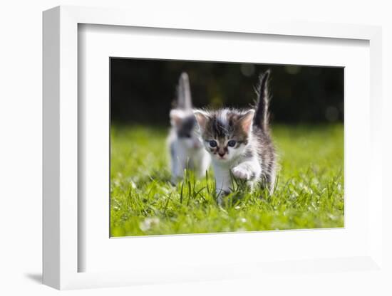 Kittens Exploring Garden Lawn, Germany-Konrad Wothe-Framed Photographic Print