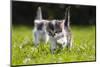 Kittens Exploring Garden Lawn, Germany-Konrad Wothe-Mounted Photographic Print