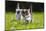 Kittens Exploring Garden Lawn, Germany-Konrad Wothe-Mounted Photographic Print