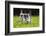 Kittens Exploring Garden Lawn, Germany-Konrad Wothe-Framed Photographic Print