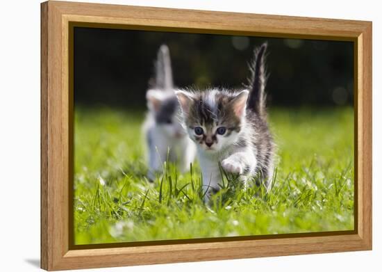 Kittens Exploring Garden Lawn, Germany-Konrad Wothe-Framed Premier Image Canvas