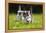 Kittens Exploring Garden Lawn, Germany-Konrad Wothe-Framed Premier Image Canvas