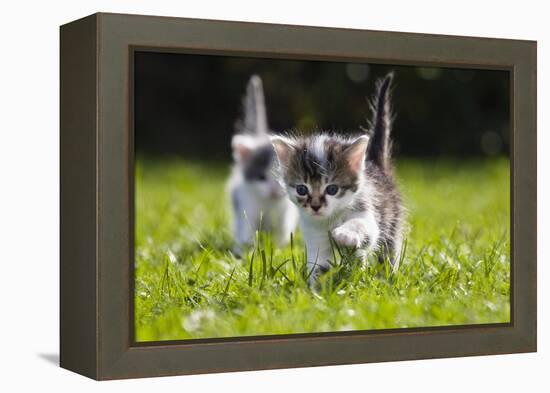 Kittens Exploring Garden Lawn, Germany-Konrad Wothe-Framed Premier Image Canvas