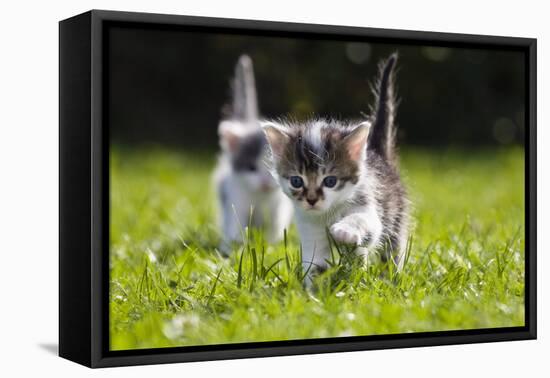 Kittens Exploring Garden Lawn, Germany-Konrad Wothe-Framed Premier Image Canvas