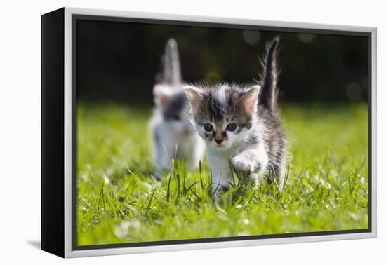 Kittens Exploring Garden Lawn, Germany-Konrad Wothe-Framed Premier Image Canvas