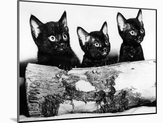 Kittens Hiding Behind Log. November 1965-null-Mounted Photographic Print