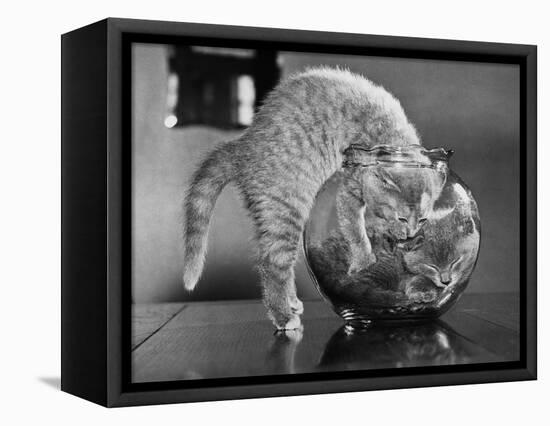 Kittens in a Fish Bowl-null-Framed Premier Image Canvas
