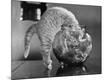 Premium Photographic Print