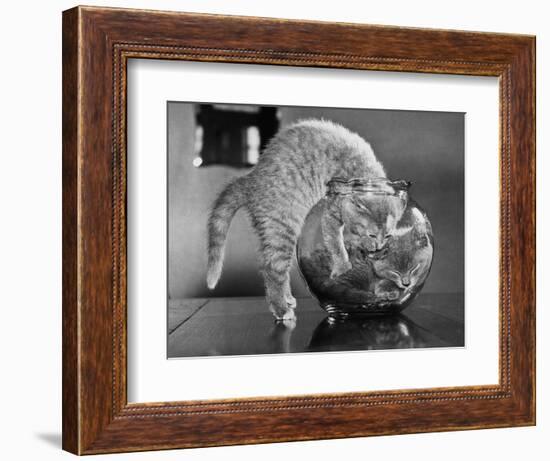 Kittens in a Fish Bowl-null-Framed Photographic Print