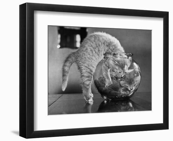 Kittens in a Fish Bowl-null-Framed Photographic Print