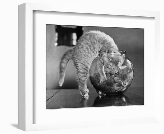 Kittens in a Fish Bowl-null-Framed Photographic Print