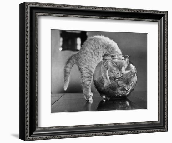 Kittens in a Fish Bowl-null-Framed Photographic Print