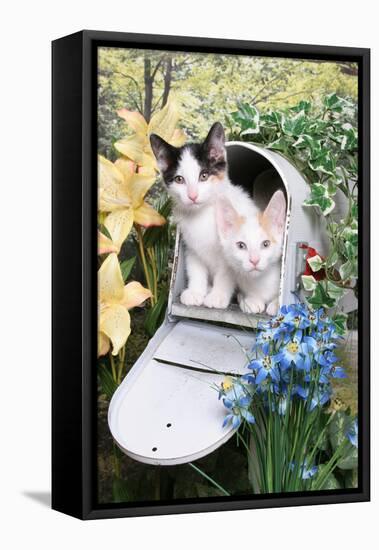 Kittens In A Mailbox-Blueiris-Framed Premier Image Canvas