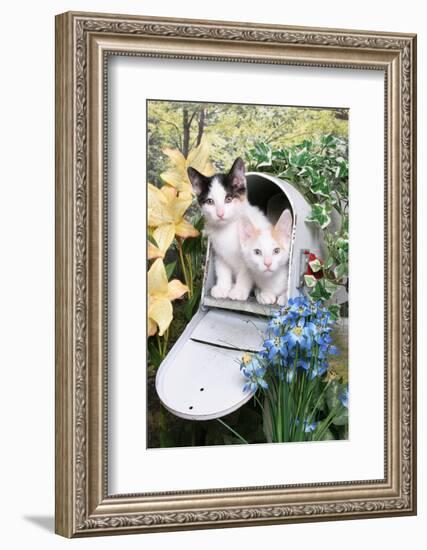 Kittens In A Mailbox-Blueiris-Framed Photographic Print