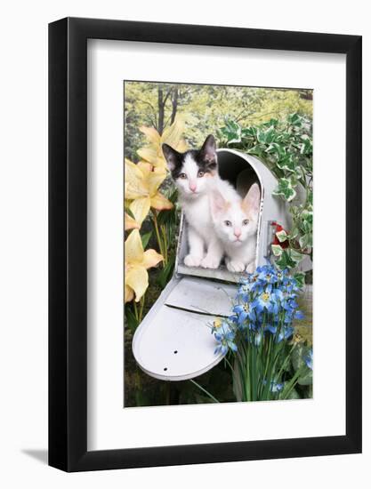 Kittens In A Mailbox-Blueiris-Framed Photographic Print