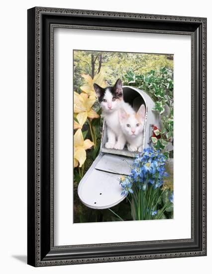 Kittens In A Mailbox-Blueiris-Framed Photographic Print