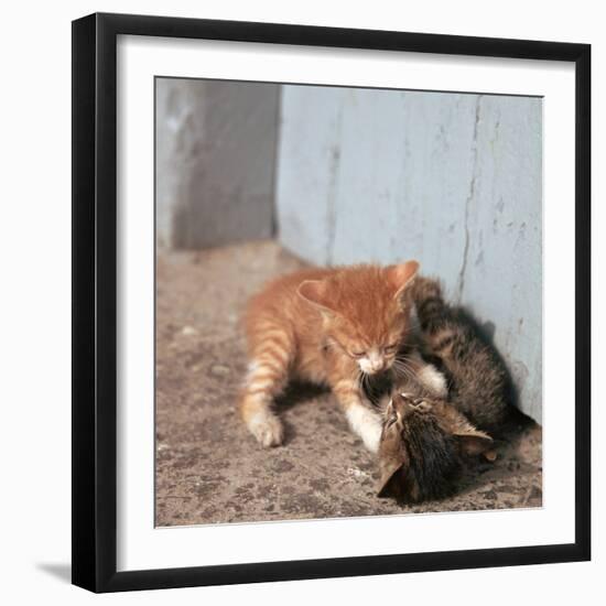 Kittens in Heracleion, Crete-CM Dixon-Framed Photographic Print