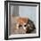 Kittens in Heracleion, Crete-CM Dixon-Framed Photographic Print