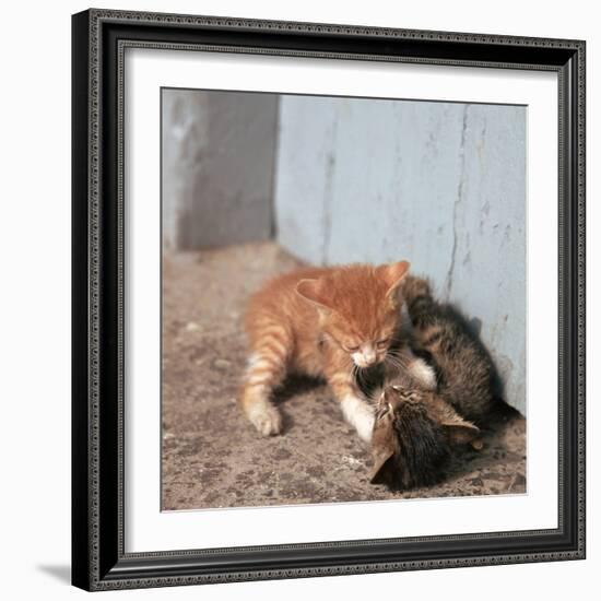 Kittens in Heracleion, Crete-CM Dixon-Framed Photographic Print