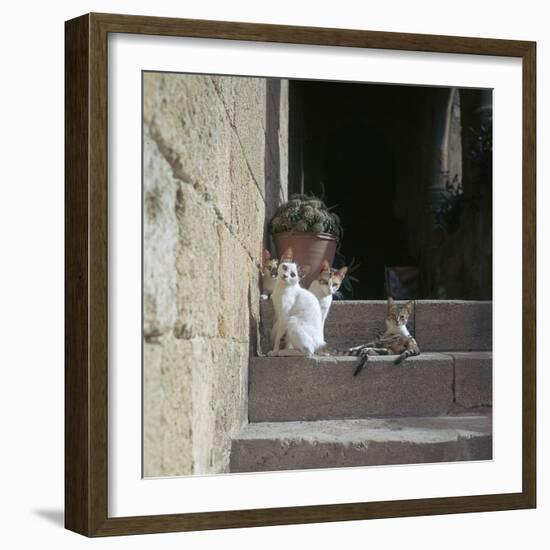 Kittens in Rhodes Old Town-CM Dixon-Framed Photographic Print