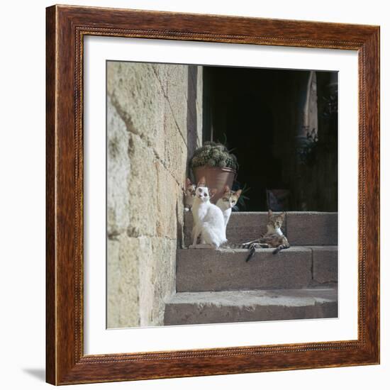 Kittens in Rhodes Old Town-CM Dixon-Framed Photographic Print