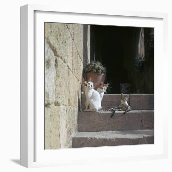 Kittens in Rhodes Old Town-CM Dixon-Framed Photographic Print