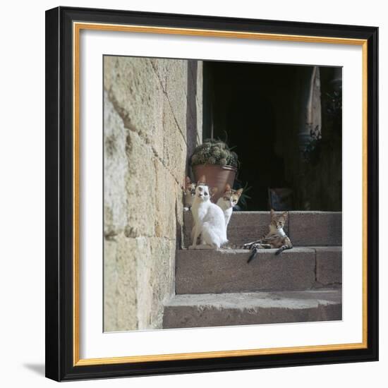 Kittens in Rhodes Old Town-CM Dixon-Framed Photographic Print