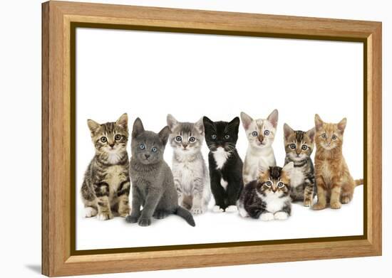 Kittens Line-Up-null-Framed Premier Image Canvas