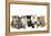 Kittens Line-Up-null-Framed Premier Image Canvas